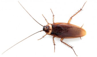 Cucarachas – Control de plagas en cadiz